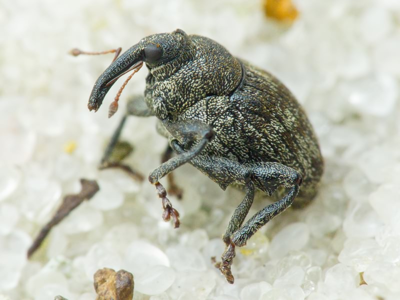 Mogulones abbreviatulus (Fabricius, 1792)